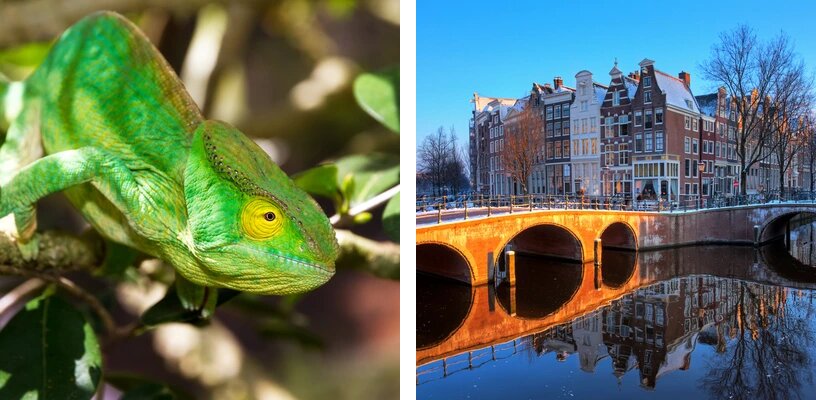 Two 400×400 WebP thumbnails produced by the backfill Assembly: a green chameleon and an Amsterdam canal bridge