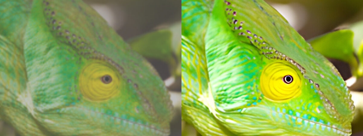 Close-up of the chameleon's head: soft and blurry on the left, with sharp scales and a clear eye on the right