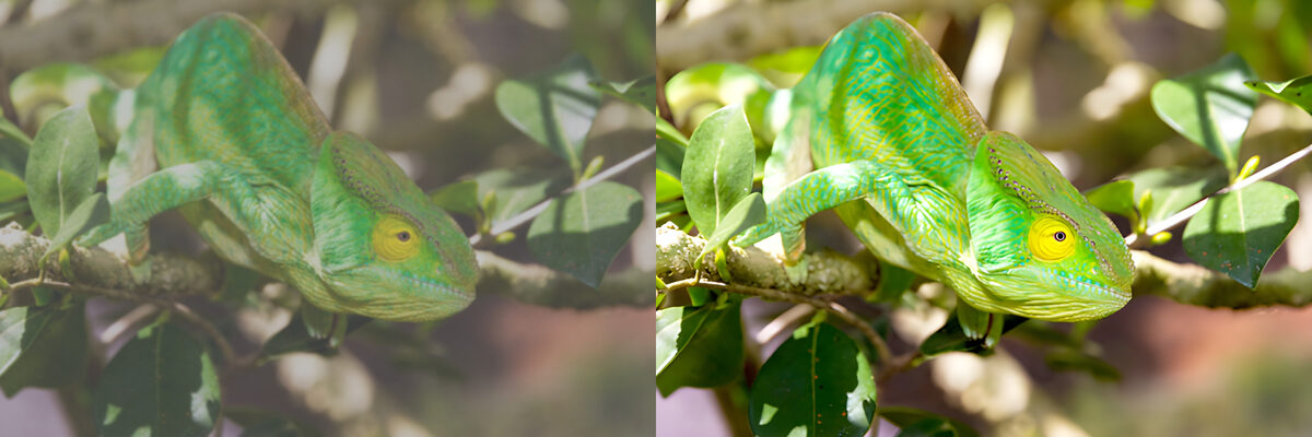 Side by side: a washed-out, blurry chameleon photo on the left and the same photo with restored contrast and sharp detail on the right