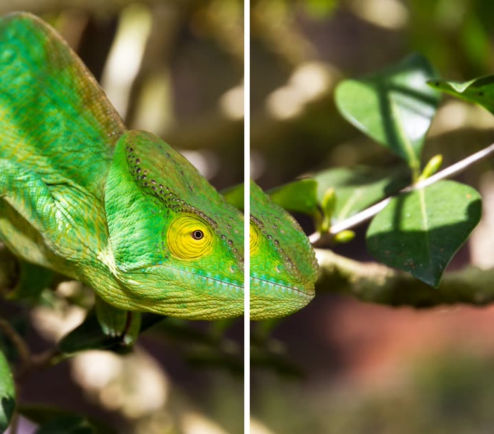 Two 9:16 crops of a chameleon photo. The center crop on the left shows the chameleon's head and eye. The attention crop on the right shows mostly leaves and only the tip of the snout.