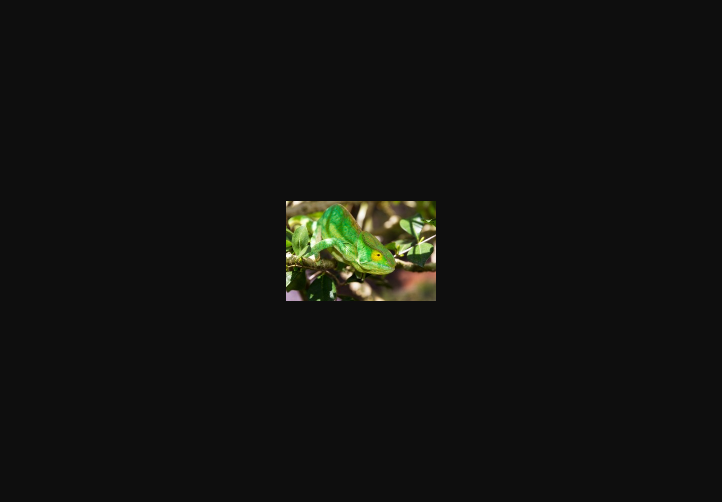 The 300-pixel-wide derivative served by the Smart CDN