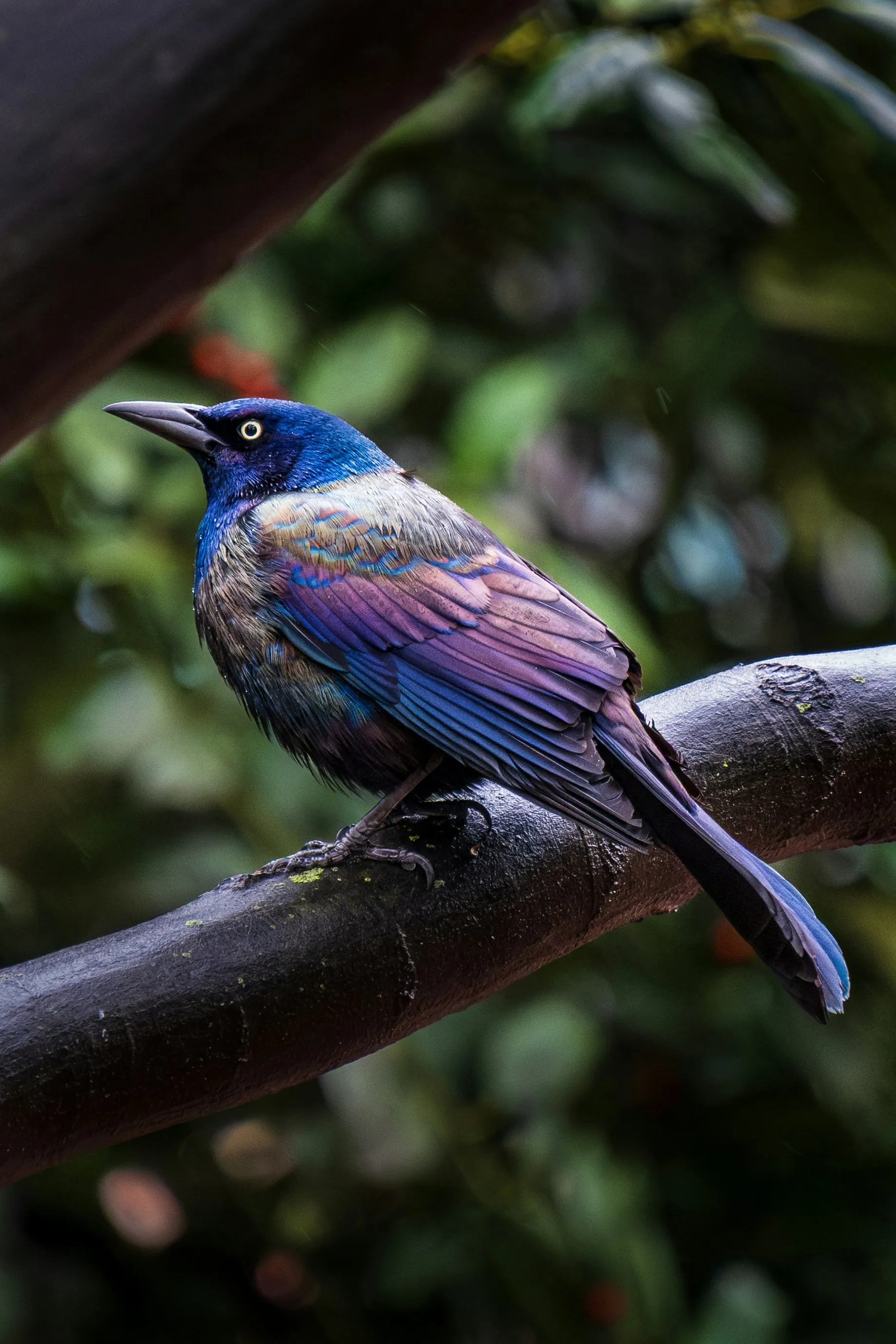 Image processing demo